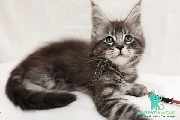Drive Maine Coon male black silver tabby - live animals