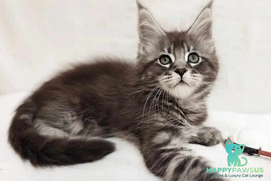 Drive Maine Coon male black silver tabby - live animals