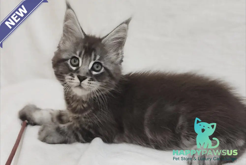 Drive Maine Coon male black silver tabby - live animals
