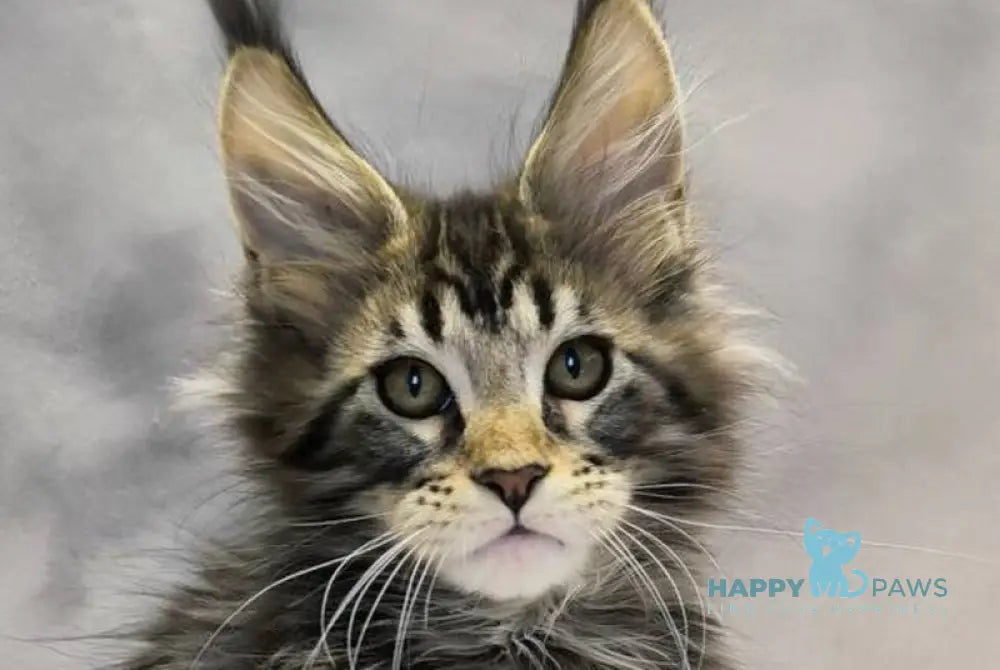 Drogo Maine Coon male black with white tabby live animals