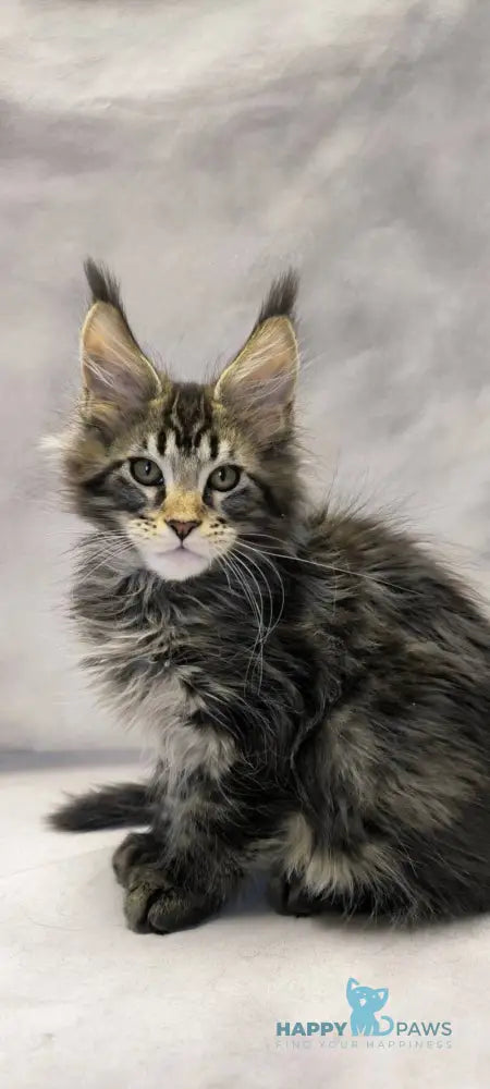 Drogo Maine Coon male black with white tabby live animals