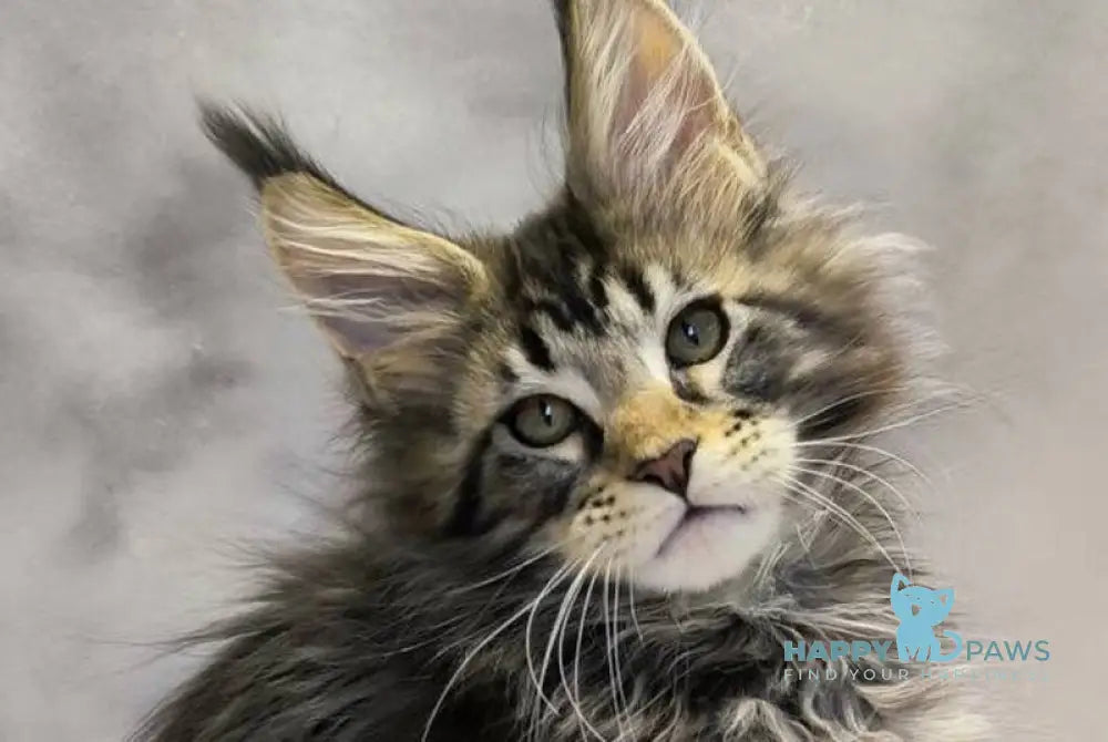 Drogo Maine Coon male black with white tabby live animals