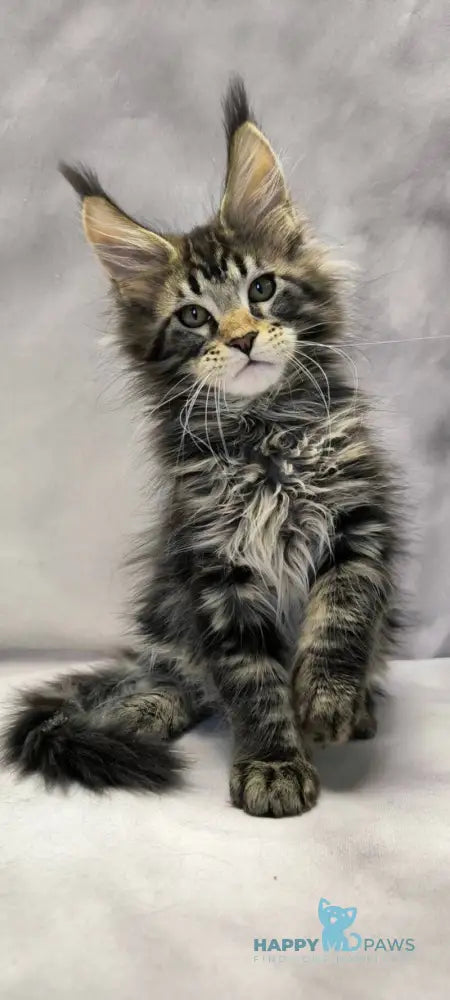 Drogo Maine Coon male black with white tabby live animals