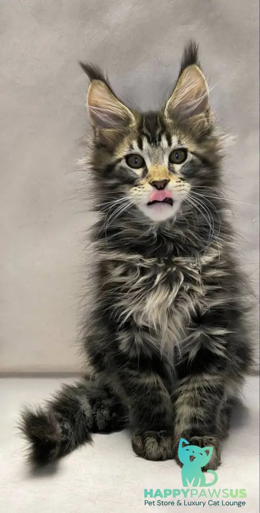 Drogo Maine Coon male black with white tabby live animals