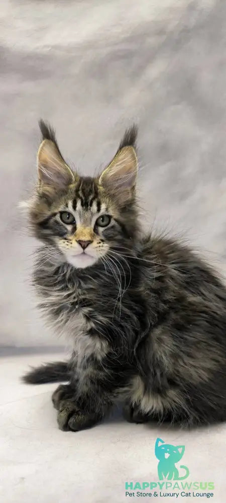 Drogo Maine Coon male black with white tabby live animals