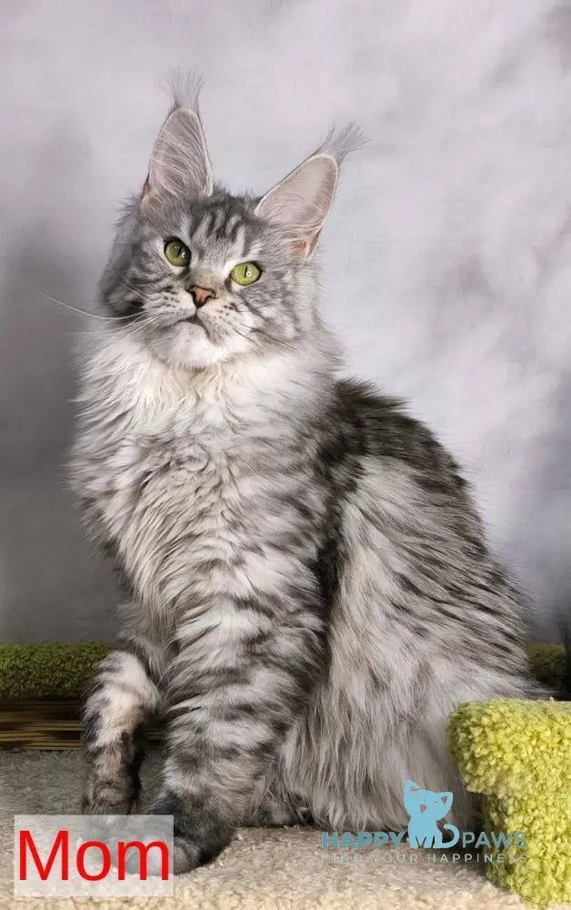 Drogo Maine Coon male black with white tabby live animals