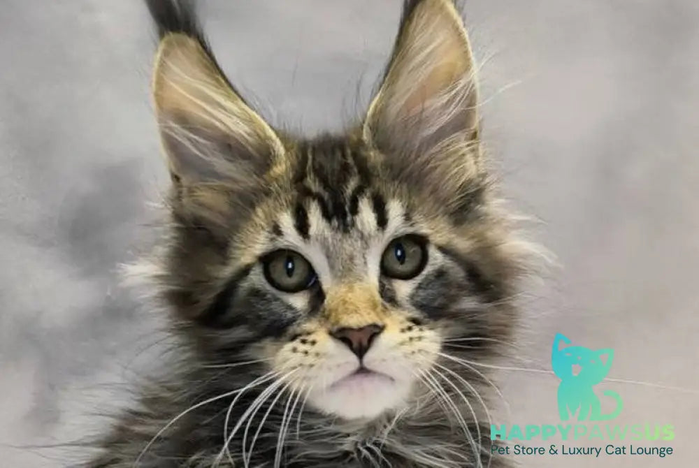 Drogo Maine Coon male black with white tabby live animals
