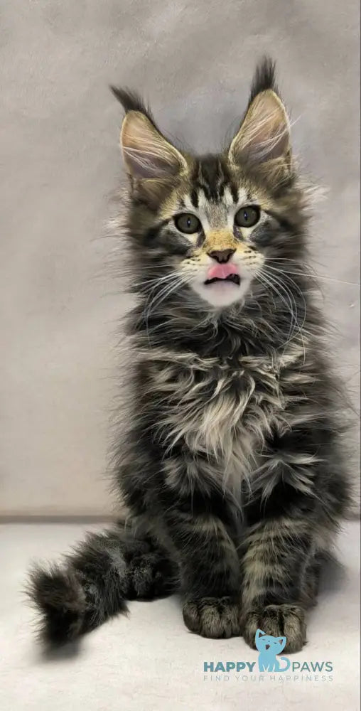 Drogo Maine Coon male black with white tabby live animals