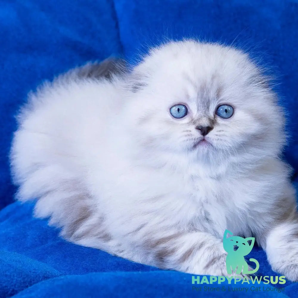 Drogo Scottish Fold male black tabby pointed - live animals