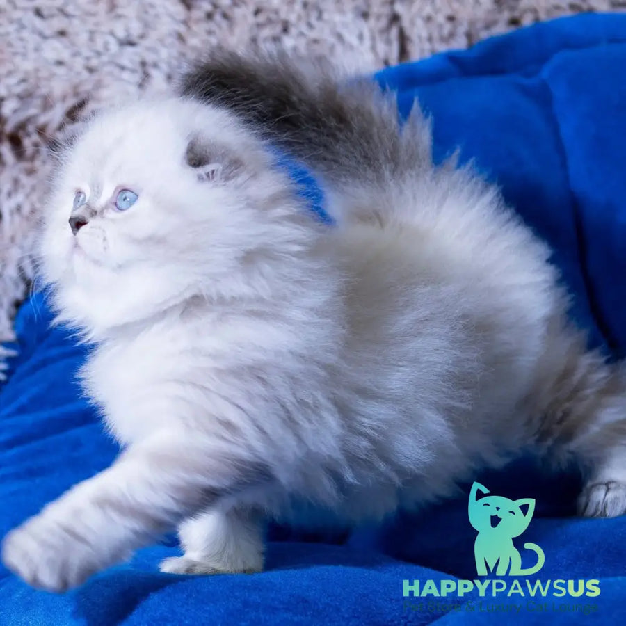Drogo Scottish Fold male black tabby pointed - live animals