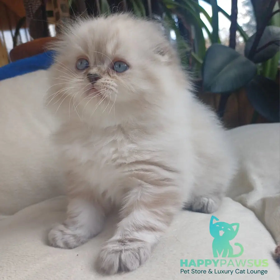 Drogo Scottish Fold male black tabby pointed - live animals