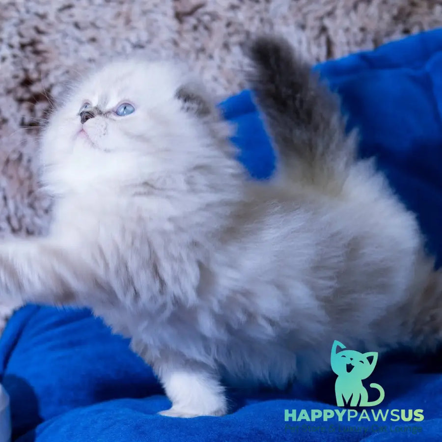 Drogo Scottish Fold male black tabby pointed - live animals