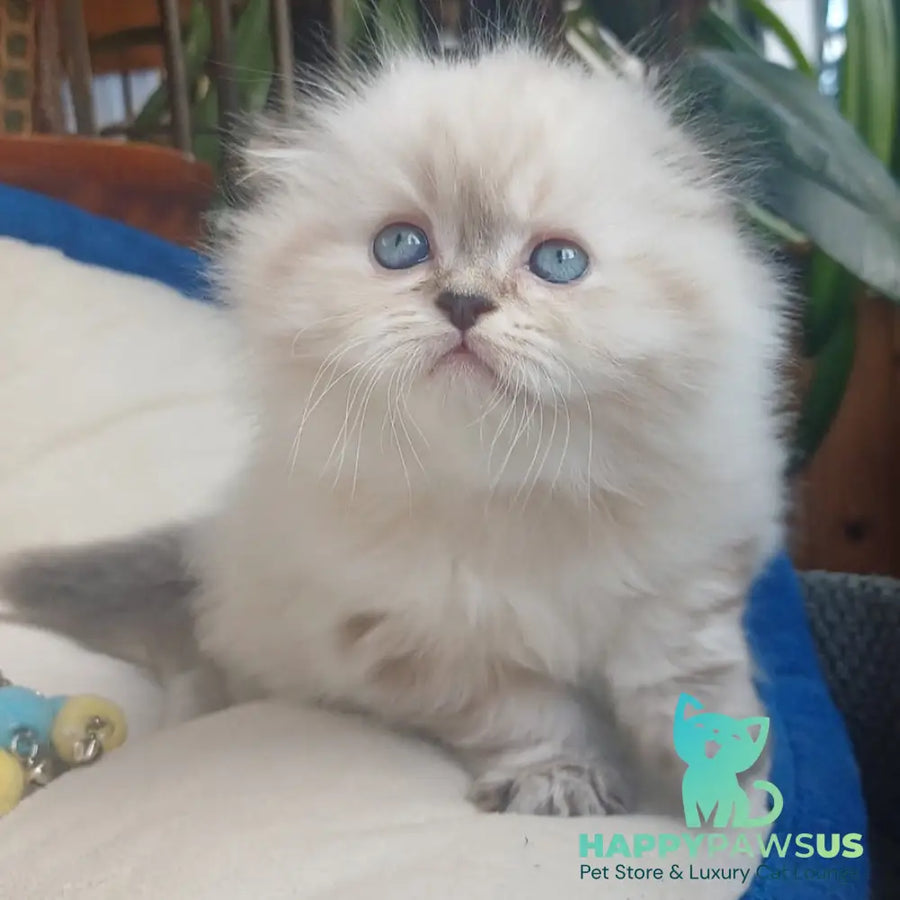 Drogo Scottish Fold male black tabby pointed - live animals
