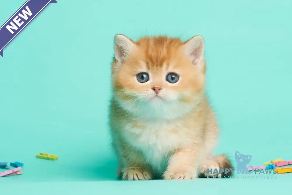 Drogon British Shorthair male chocolate golden shaded live animals
