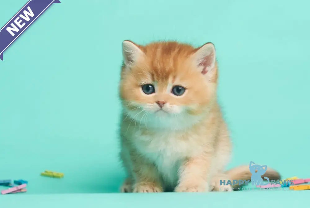 Drogon British Shorthair male chocolate golden shaded live animals