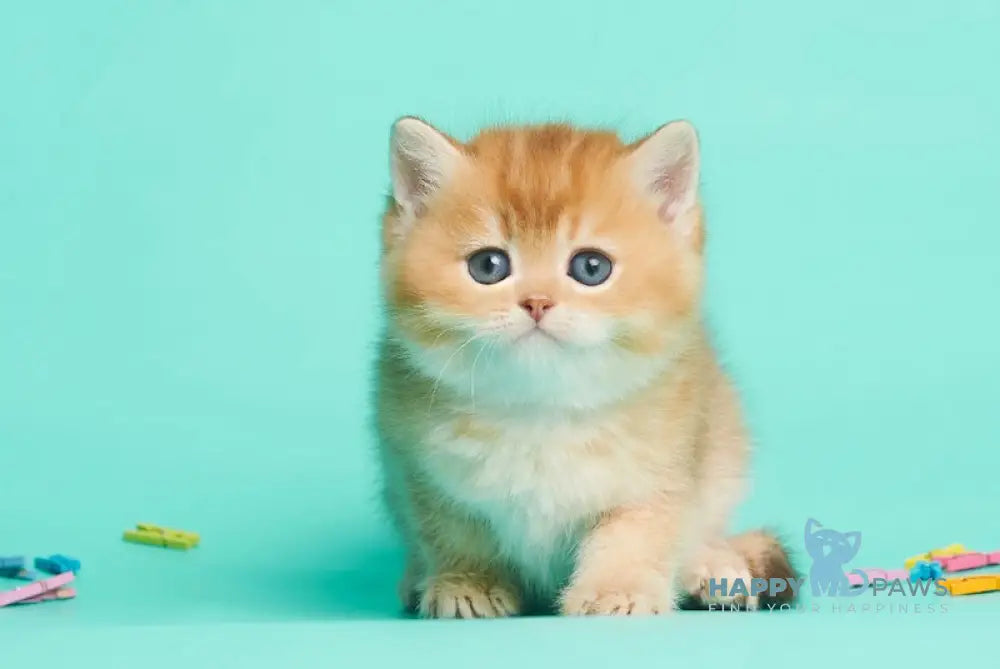Drogon British Shorthair male chocolate golden shaded live animals