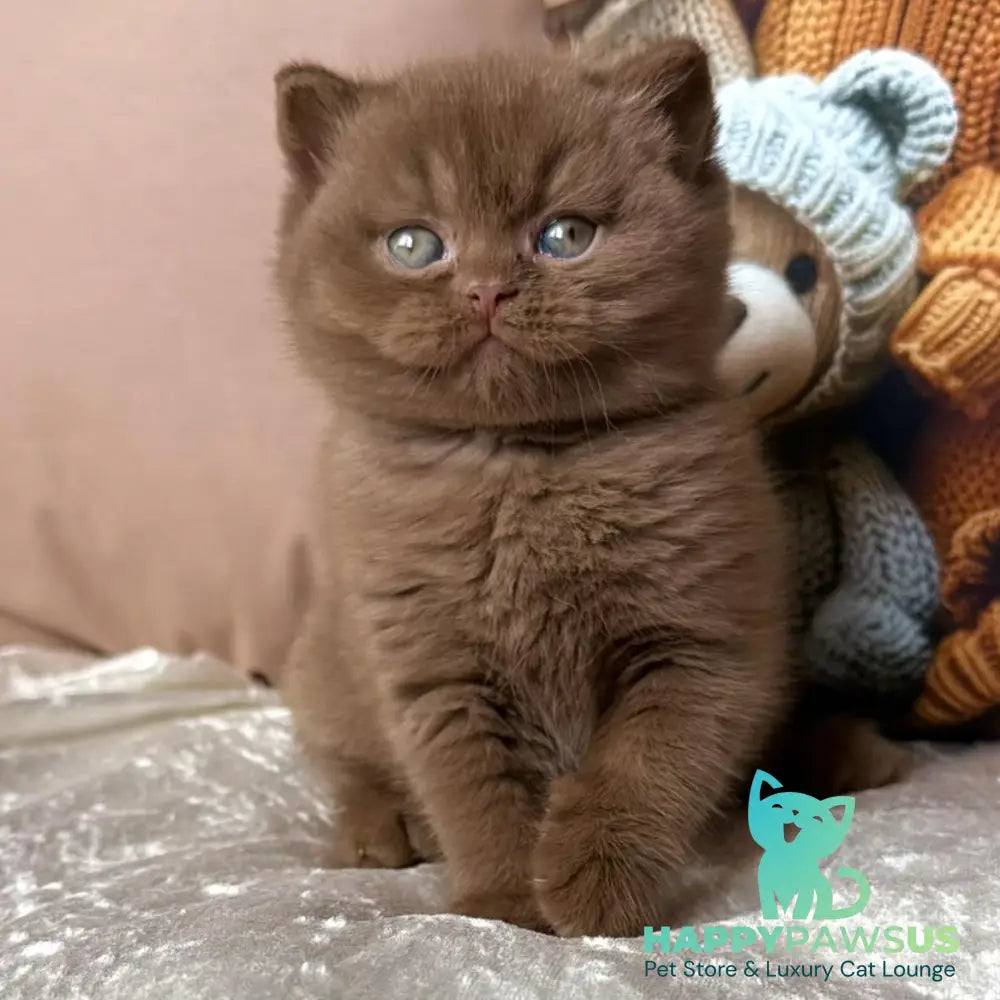 Ducati British Shorthair female cinnamon - live animals