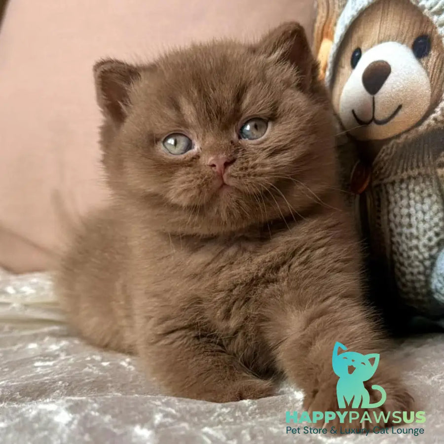 Ducati British Shorthair female cinnamon - live animals