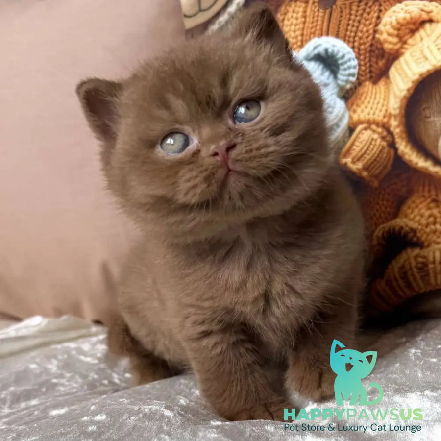 Ducati British Shorthair female cinnamon - live animals