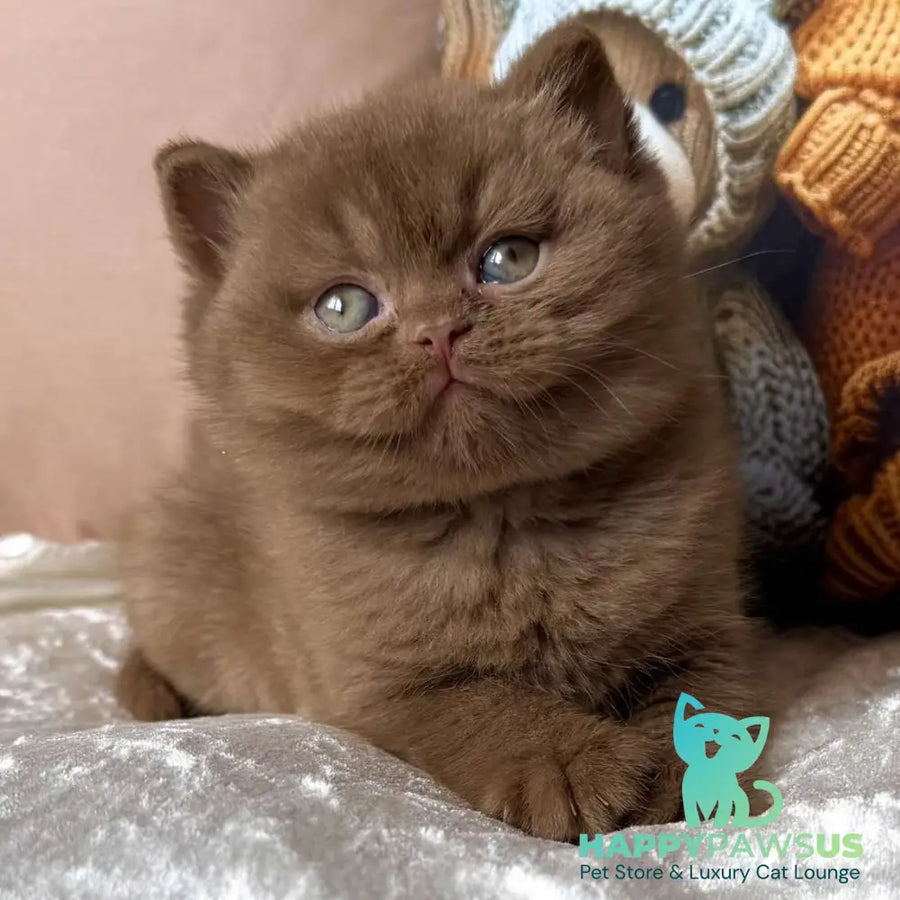 Ducati British Shorthair female cinnamon - live animals