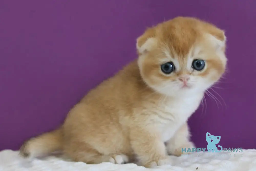 Duchess Scottish Fold male black golden shaded live animals