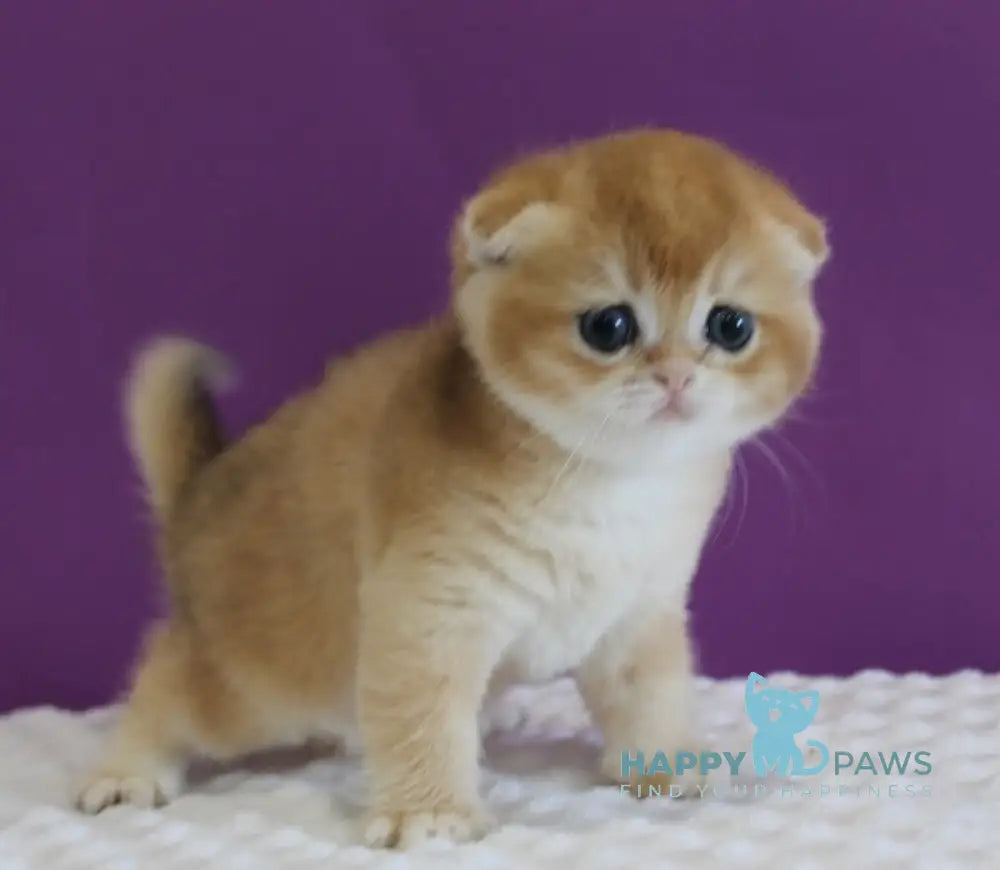 Duchess Scottish Fold male black golden shaded live animals