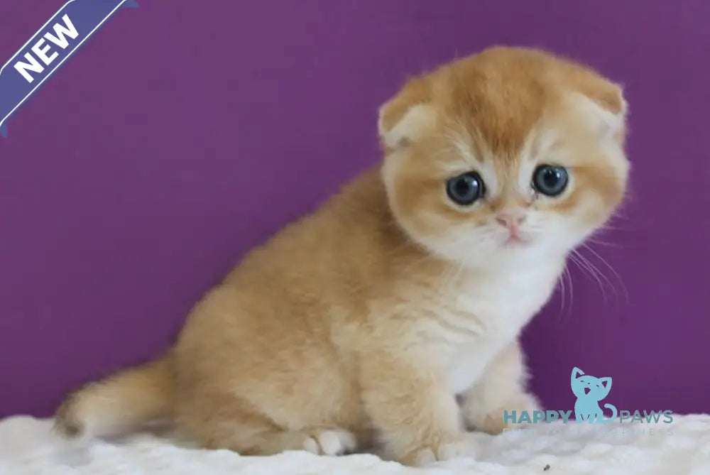 Duchess Scottish Fold male black golden shaded live animals