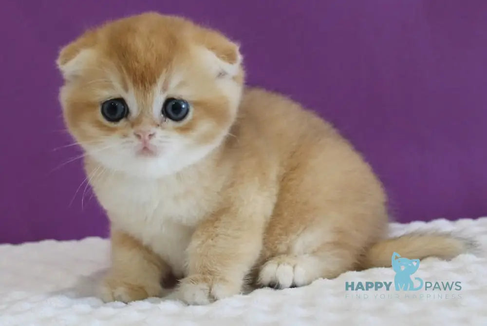 Duchess Scottish Fold male black golden shaded live animals