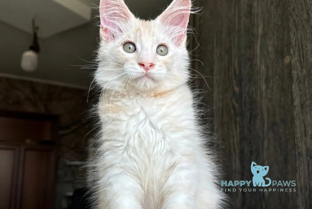 Cheremushka Maine Coon female black tortie silver spotted tabby live animals