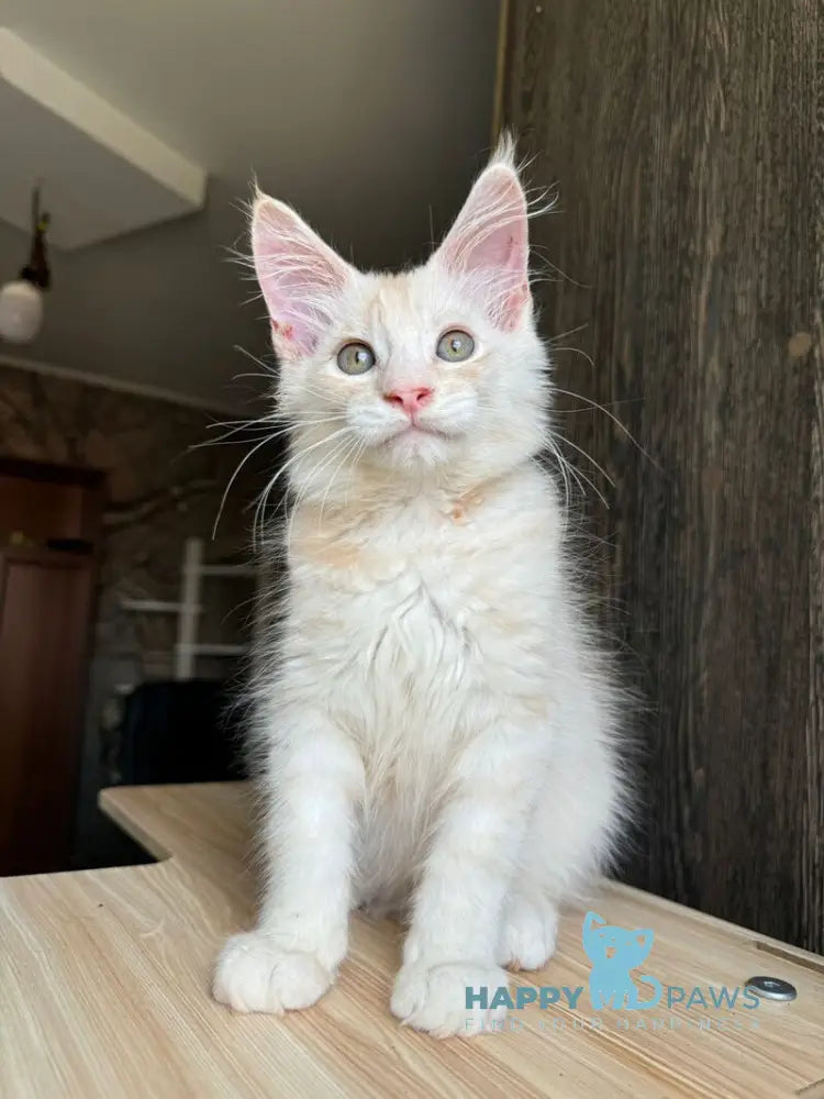 Cheremushka Maine Coon female black tortie silver spotted tabby live animals