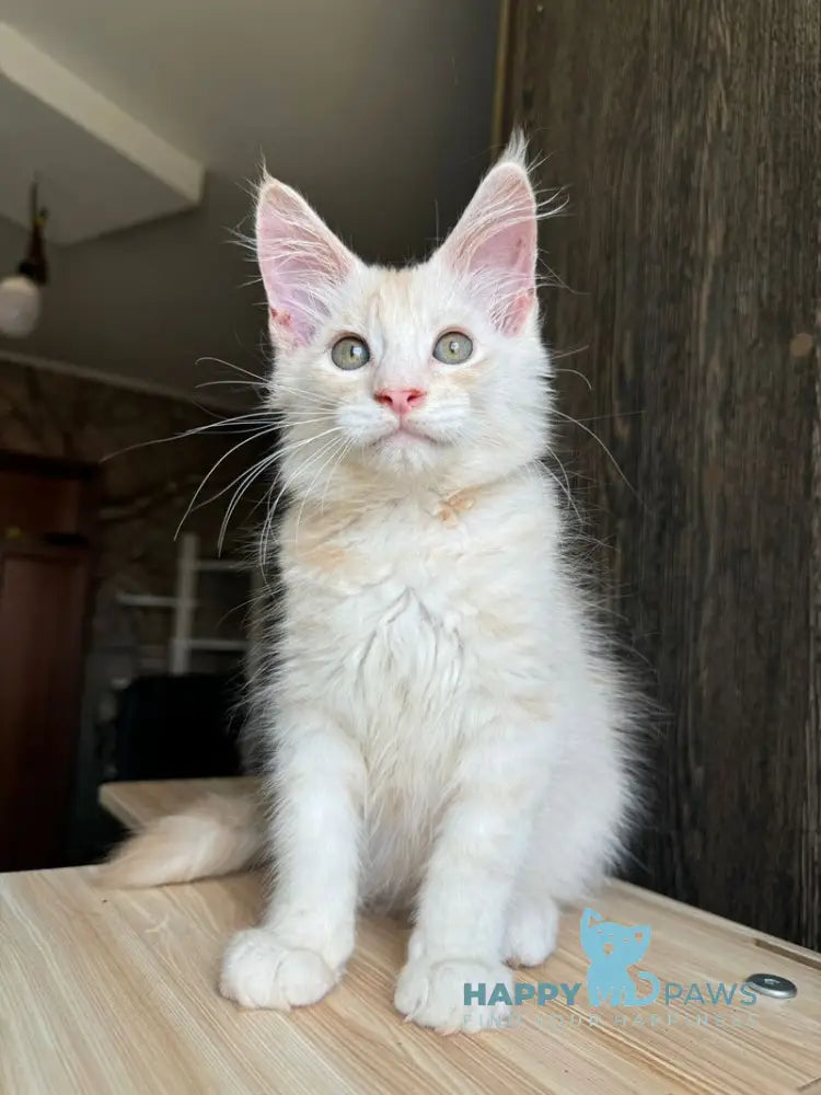 Cheremushka Maine Coon female black tortie silver spotted tabby live animals