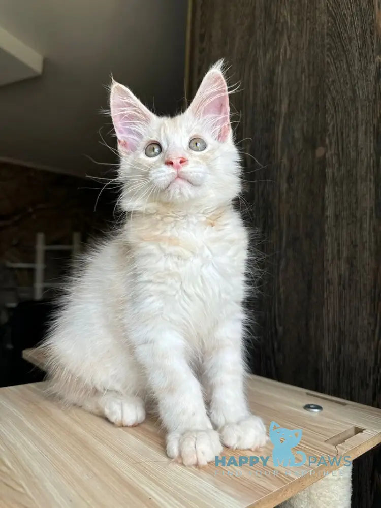 Cheremushka Maine Coon female black tortie silver spotted tabby live animals