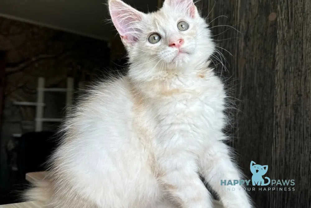 Cheremushka Maine Coon female black tortie silver spotted tabby live animals