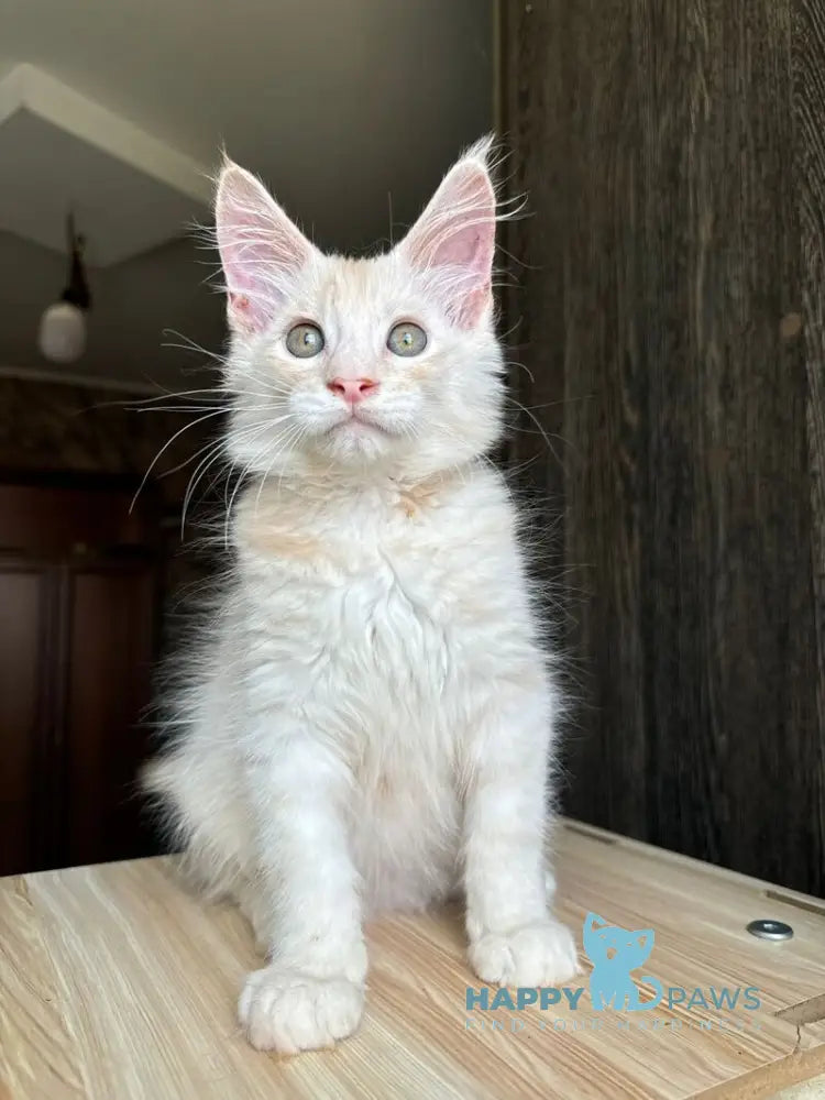 Cheremushka Maine Coon female black tortie silver spotted tabby live animals