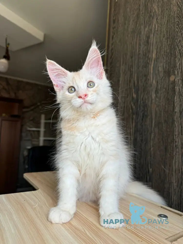 Cheremushka Maine Coon female black tortie silver spotted tabby live animals