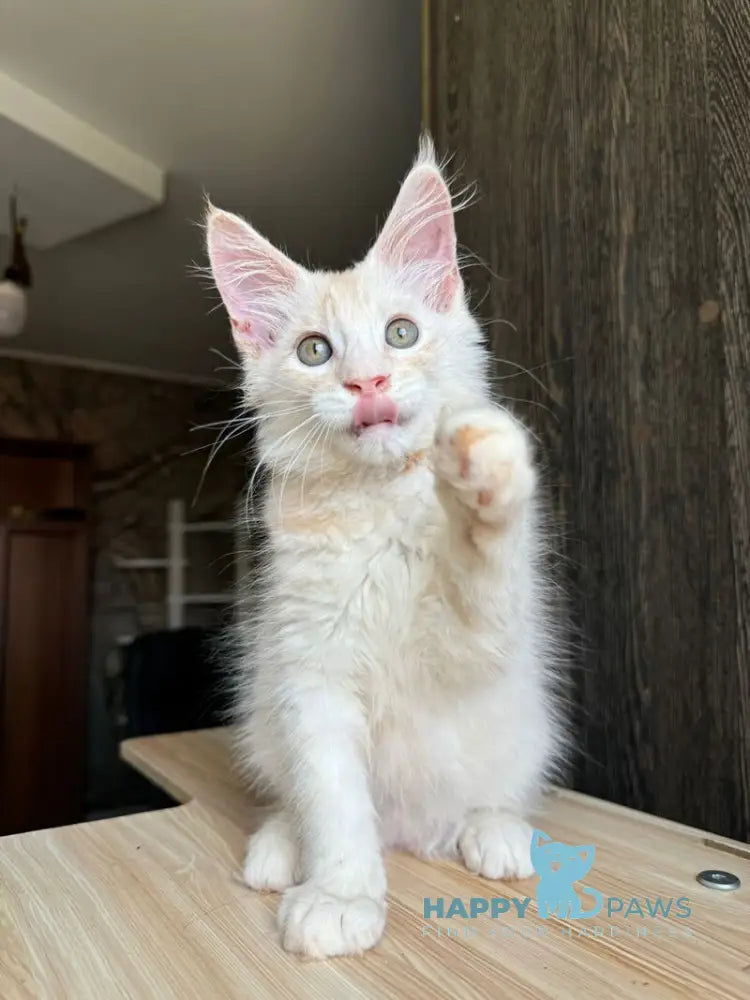 Cheremushka Maine Coon female black tortie silver spotted tabby live animals