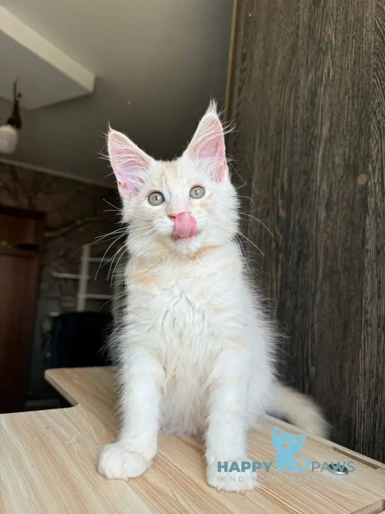 Cheremushka Maine Coon female black tortie silver spotted tabby live animals