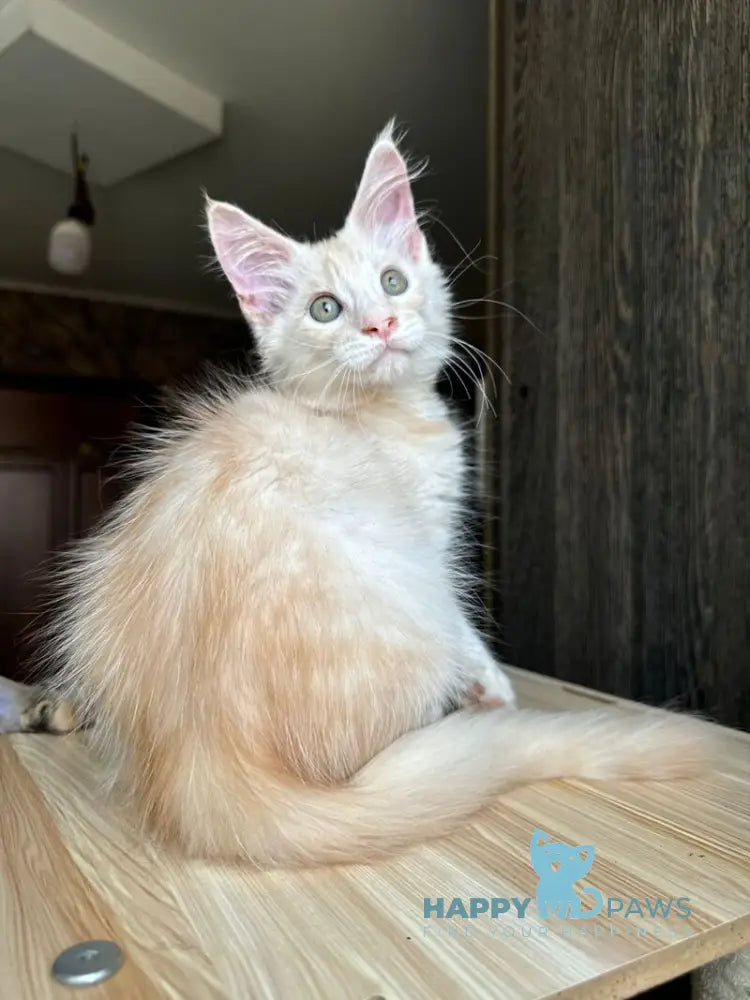Cheremushka Maine Coon female black tortie silver spotted tabby live animals