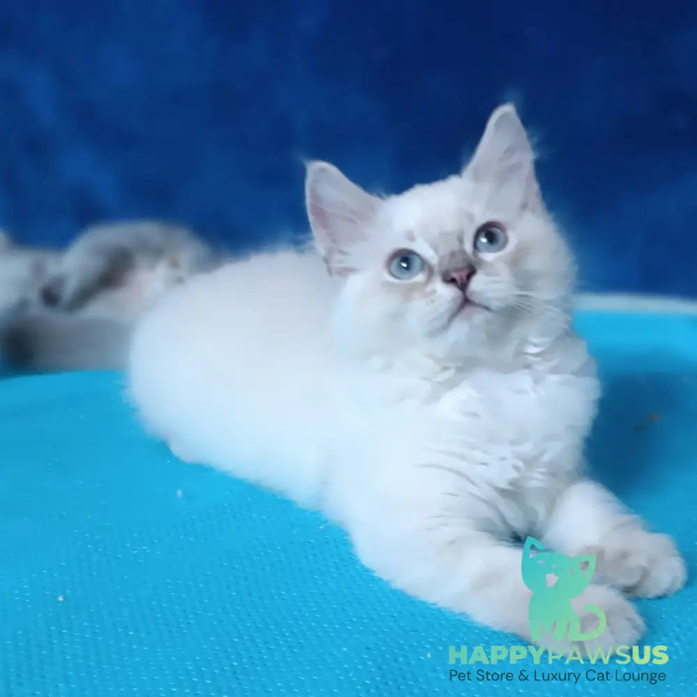 Duglas Siberian male blue tabby pointed - live animals