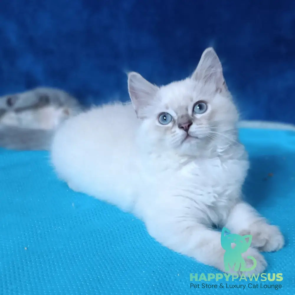 Duglas Siberian male blue tabby pointed - live animals