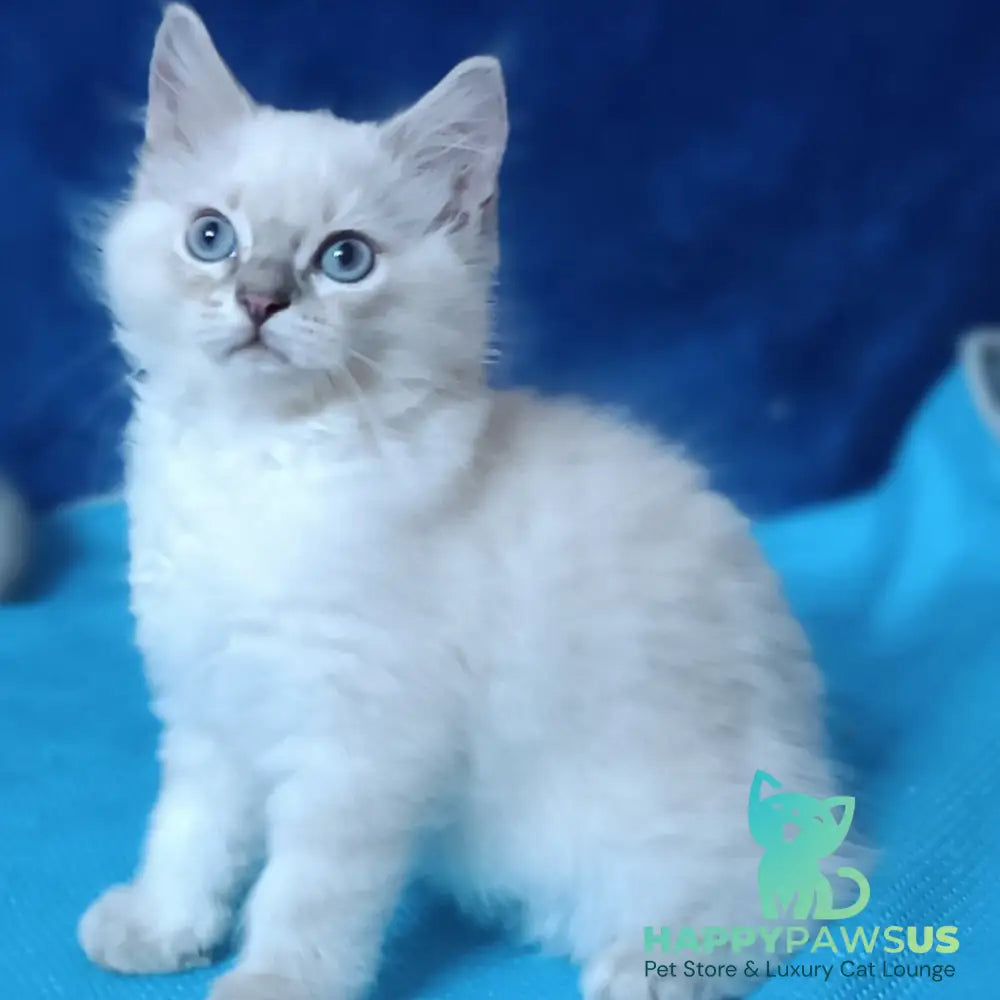 Duglas Siberian male blue tabby pointed - live animals