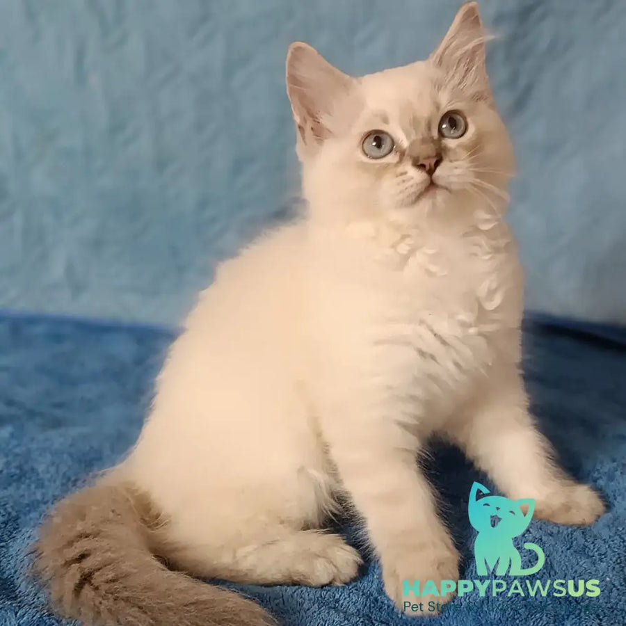 Duglas Siberian male blue tabby pointed - live animals
