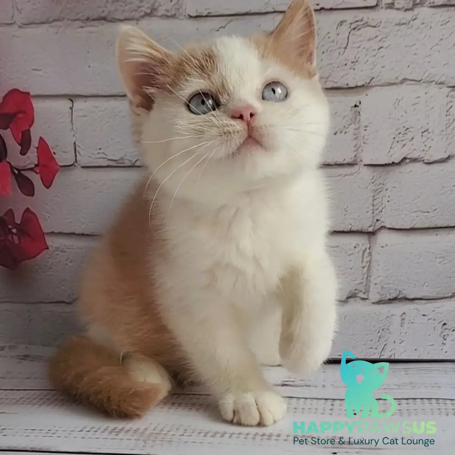 Duke British Shorthair male cream bicolour - live animals