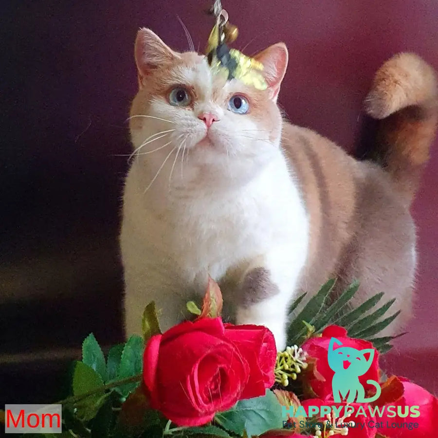 Duke British Shorthair male cream bicolour - live animals