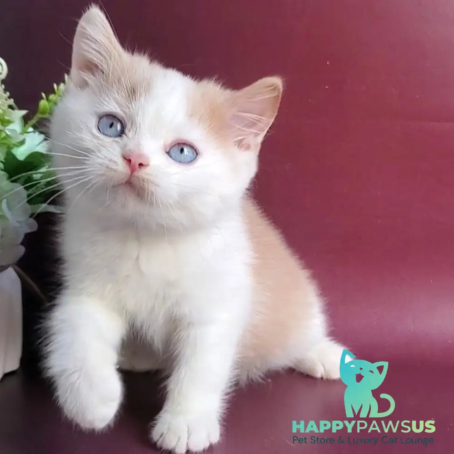 Duke British Shorthair male cream bicolour - live animals