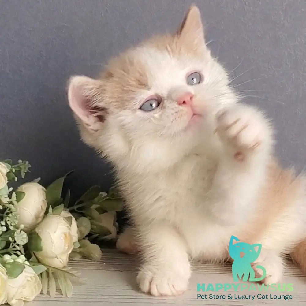 Duke British Shorthair male cream bicolour - live animals