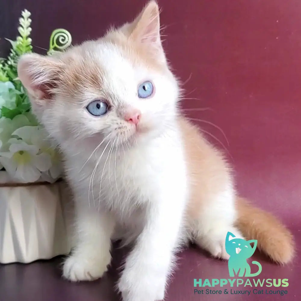 Duke British Shorthair male cream bicolour - live animals