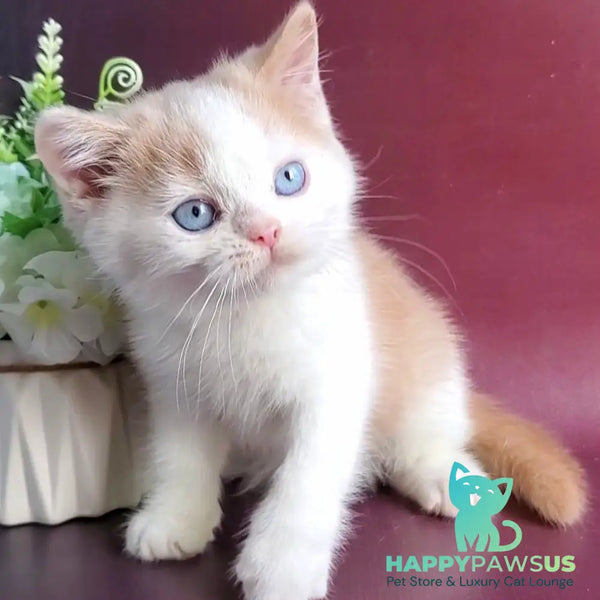 Duke British Shorthair male cream bicolour - live animals