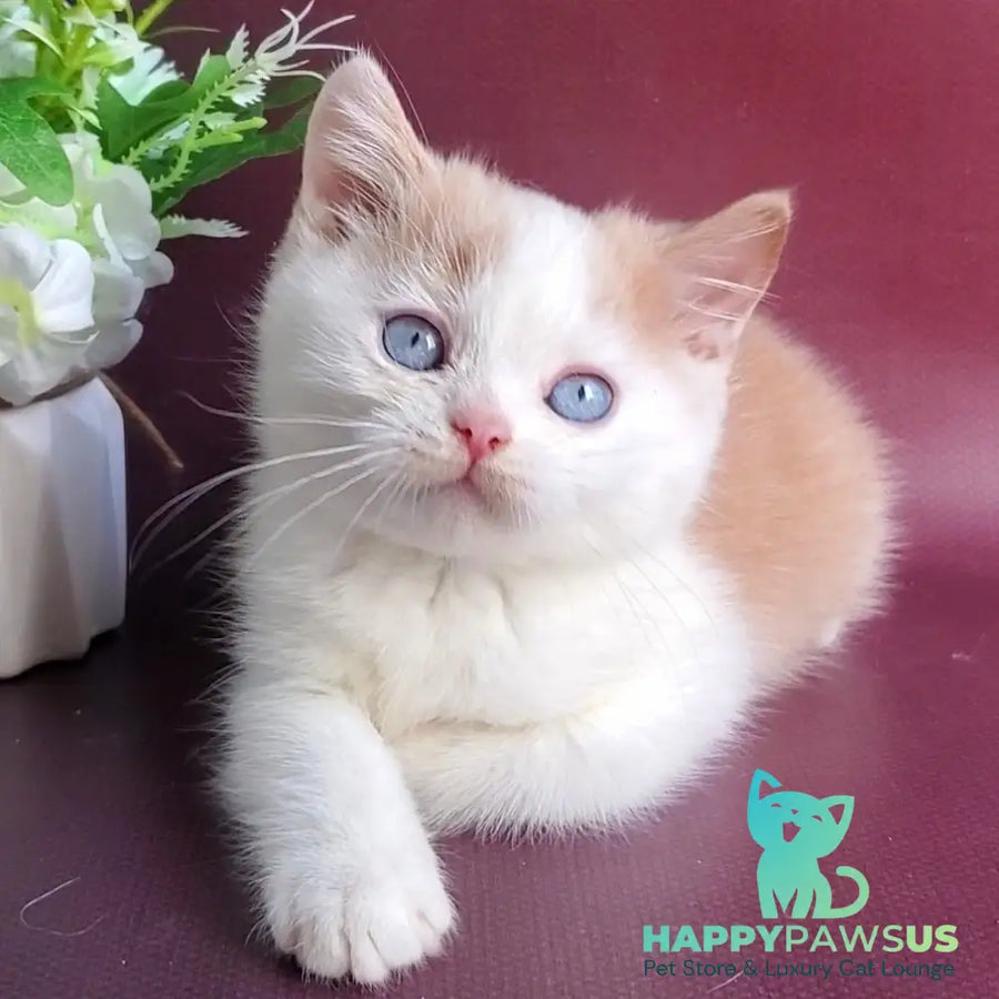 Duke British Shorthair male cream bicolour - live animals