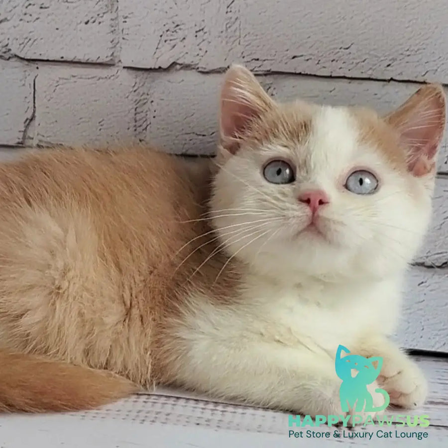 Duke British Shorthair male cream bicolour - live animals